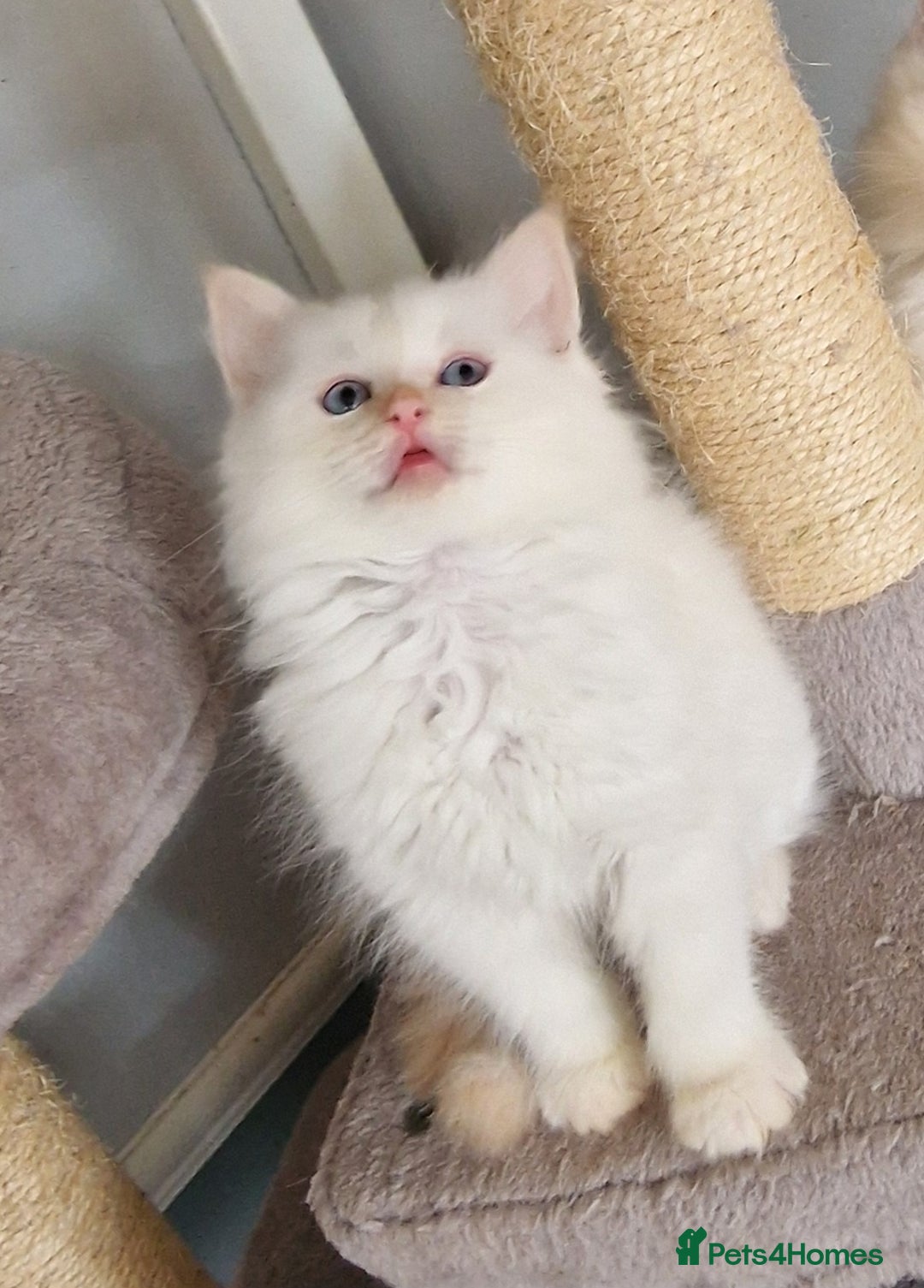 Ragdoll cats for sale: beautiful Ragdool ready for new parents - Image 14
