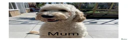 Mixed Breed dogs for sale: Multigeneration Cream/Apricot Double Labradoodles  - Advert 20
