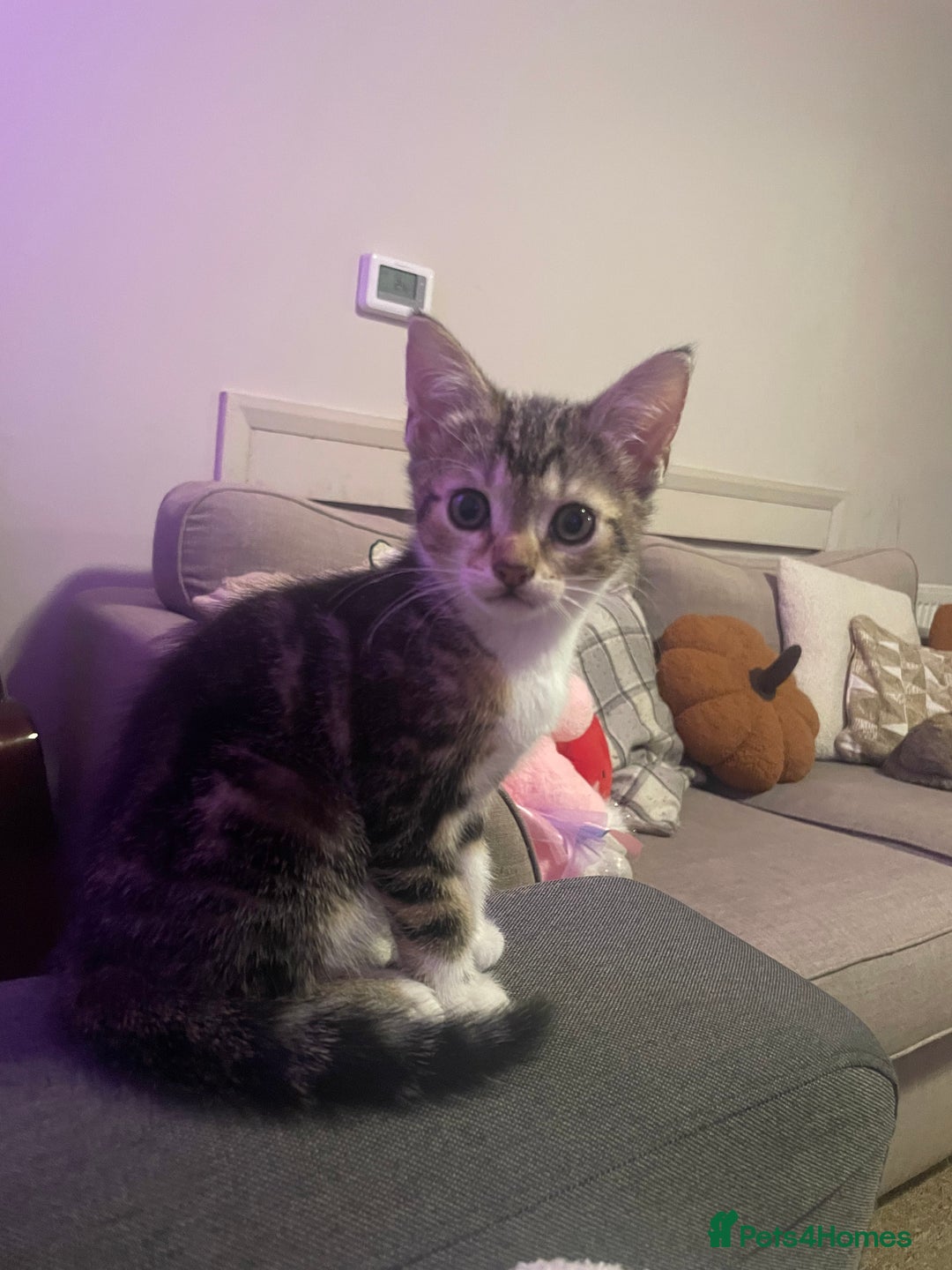 Mixed Breed cats for sale: Bengal X kitten - Image 3