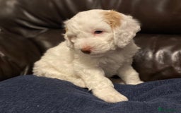 Cockapoo dogs for sale: Beautiful cockapoo puppy’s  - Image 16