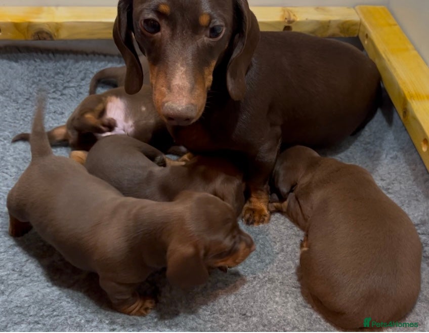 Miniature Dachshund dogs Miniature Short Coat Dachshund Puppies  - Advert 1