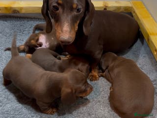 Miniature Dachshund dogs Miniature Short Coat Dachshund Puppies - Advert 3