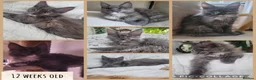 Maine Coon cats for sale: 🤍🐈‍⬛GORGEOUS 14 WEEK OLD MAINE COON KITTEN🐈‍⬛🤍 - Advert 20