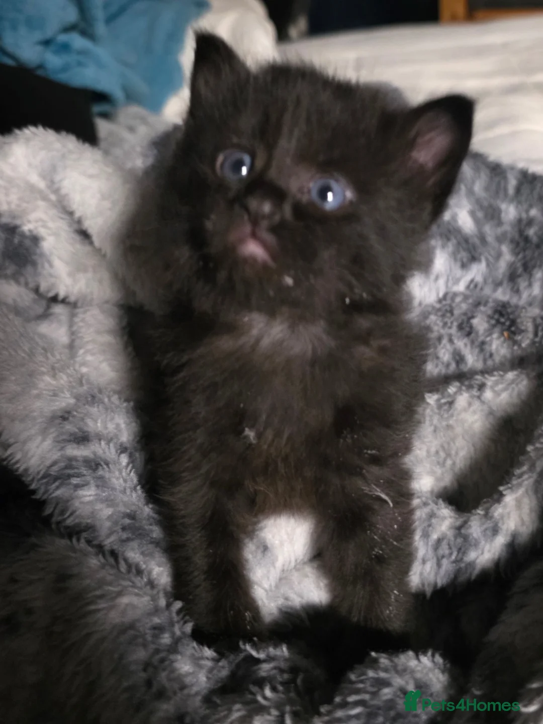 Maine Coon cats for sale: Gorgeous main coon cross babies - Advert 2