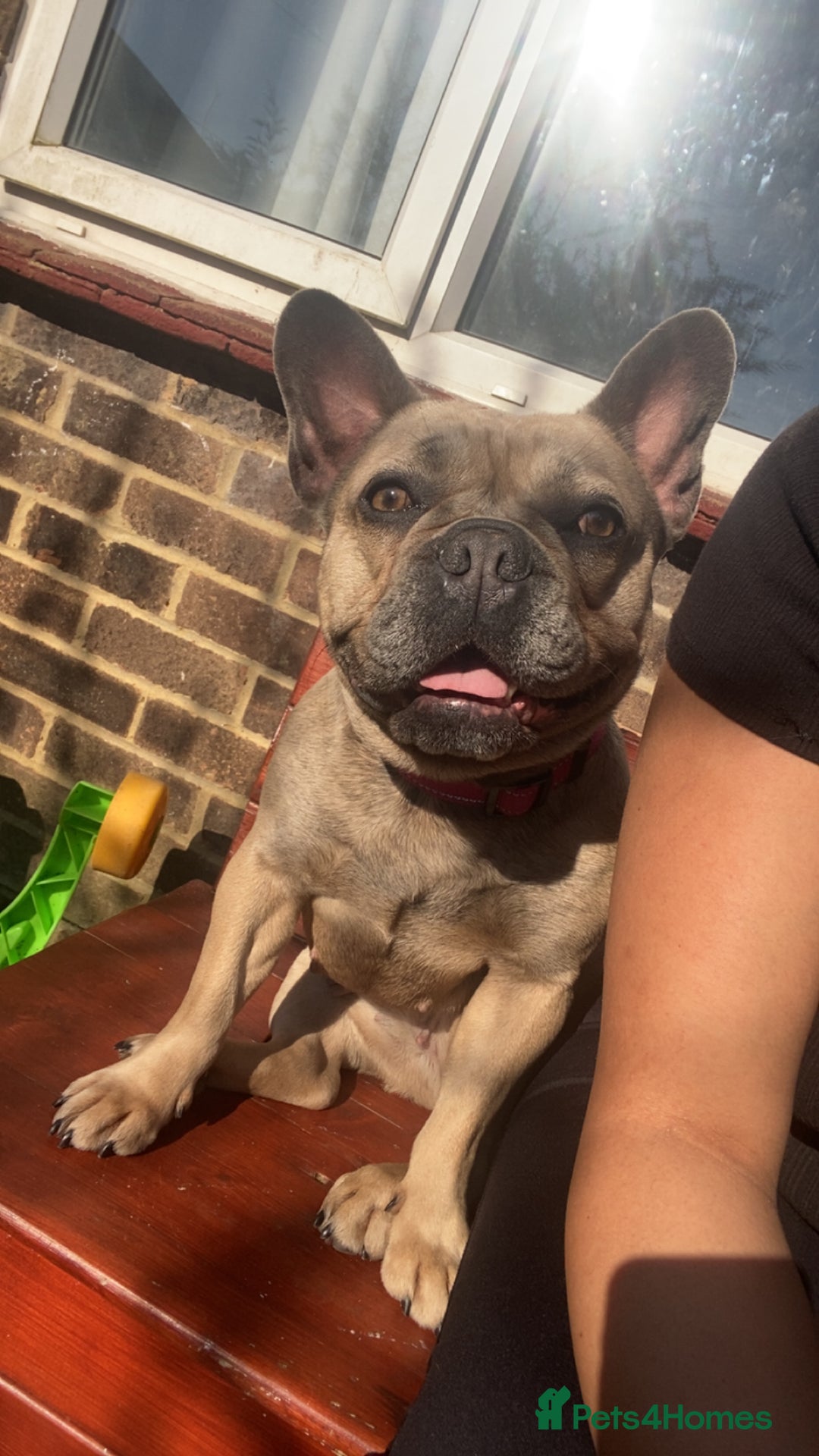 French Bulldog dogs for sale: Blue fawn french bulldog  - Advert 1