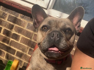 French Bulldog dogs Blue fawn french bulldog - Advert 2