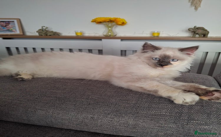 Ragcoon cats - Advert 1