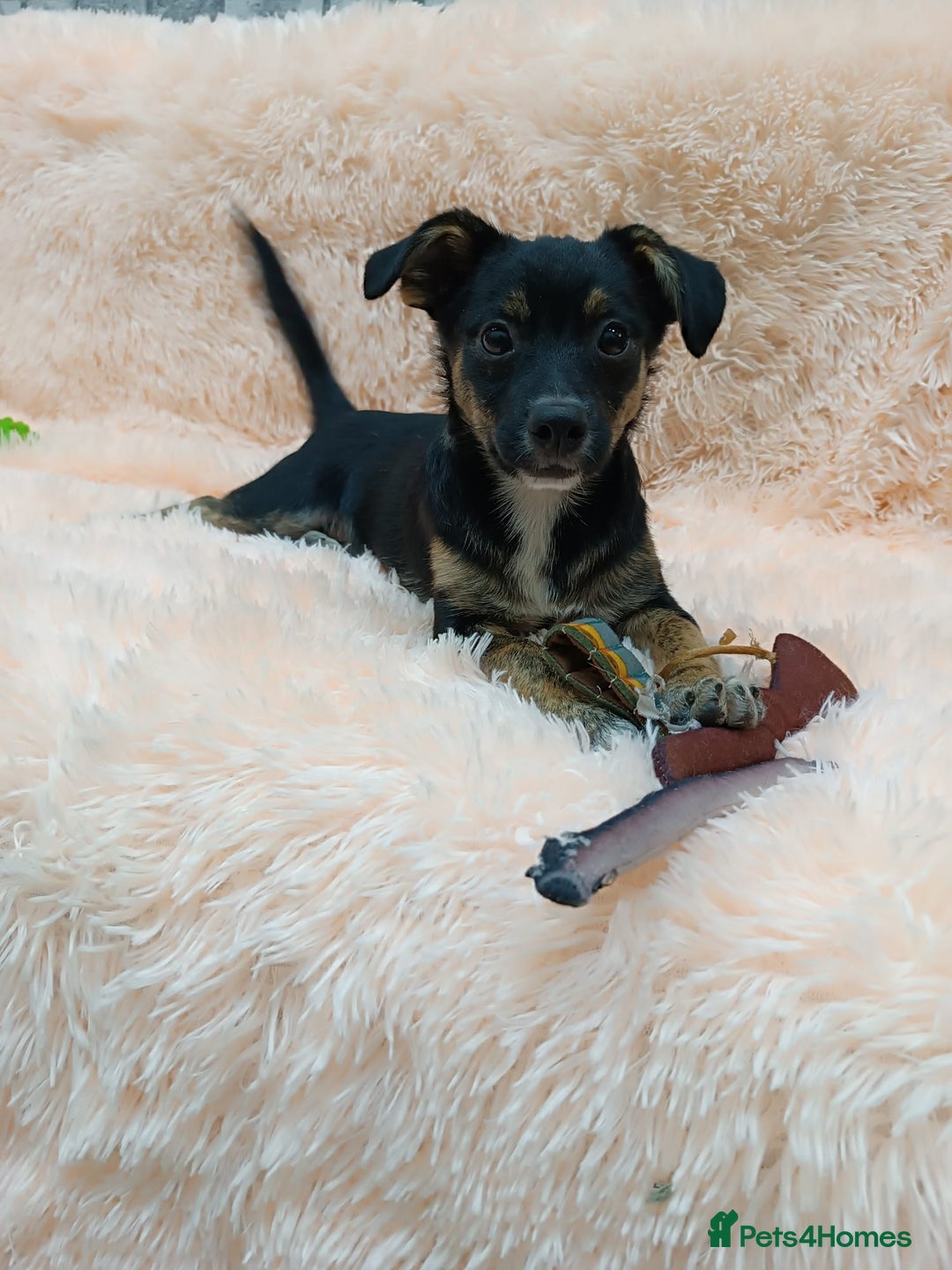 Mixed Breed dogs for adoption: 💙🐶 MARIUSZ 🐶💙 - Image 4