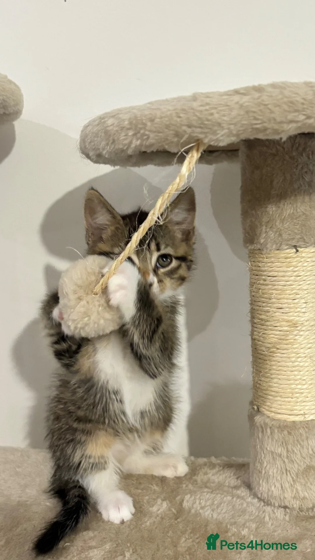 Domestic Shorthair cats for sale: two cats in need of rehoming asap - Advert 4