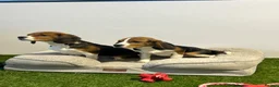 Beagle dogs for sale: Female Tri-Coloured Beagles  - Advert 7