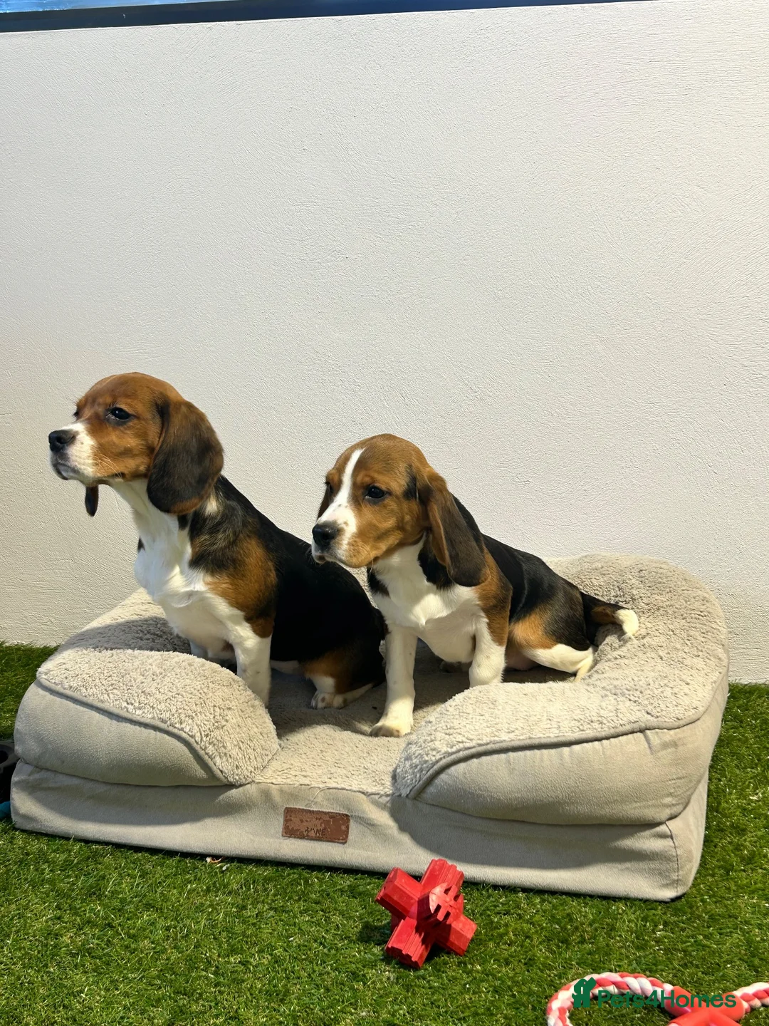Beagle dogs for sale: Female Tri-Coloured Beagles  - Advert 7