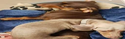 Dachshund dogs for sale: Stunning dashounds  - Advert 4