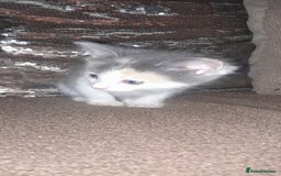 Sphynx cats for sale: Sphynx varient x ragdoll elf ears - Image 16