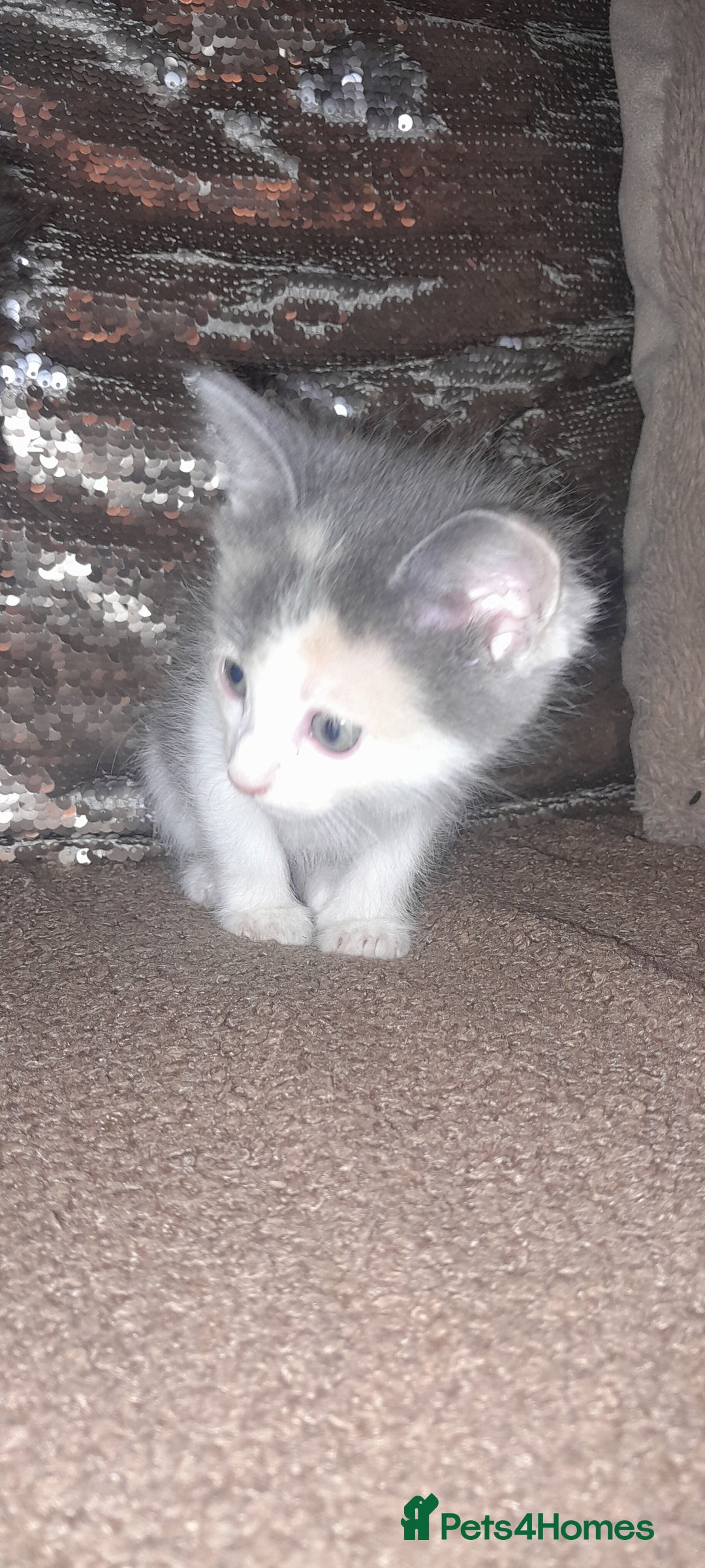 Sphynx cats for sale: Sphynx varient x ragdoll elf ears - Image 16