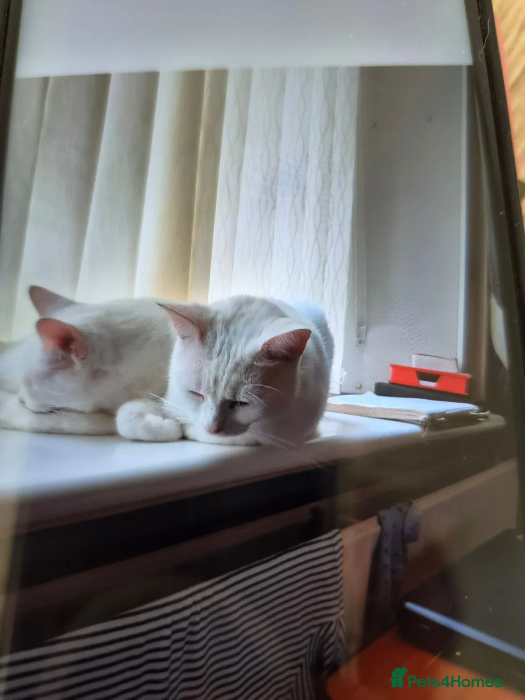 Mixed Breed cats for sale: Cats forever home in Burnley - Advert 4