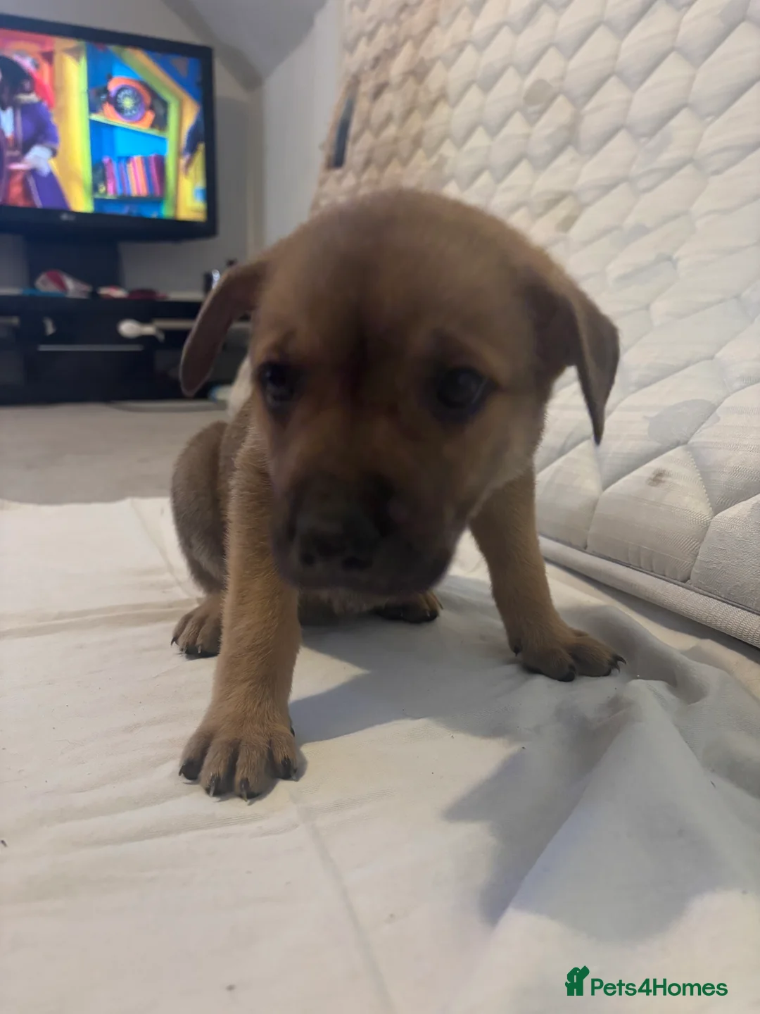Mixed Breed dogs for sale: Puppies for sale  - Advert 7