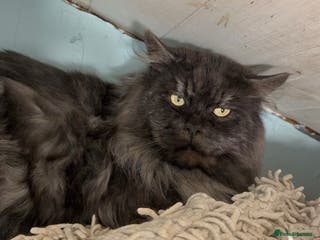 Maine Coon cats HUGE black smoke Mainecoon for stud duties - Advert 14