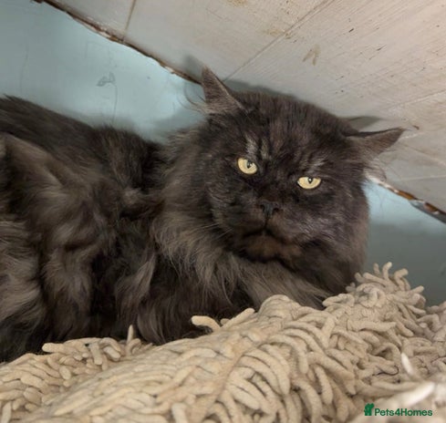 Maine Coon cats Huge black smoke Mainecoon for stud - Advert 1