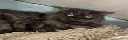Maine Coon cats for stud: HUGE black smoke Mainecoon for stud duties - Advert 2