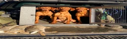 Hungarian Vizsla dogs for stud: Proven Working Hungarian Vizsla. Gamekeeper bred - Advert 5