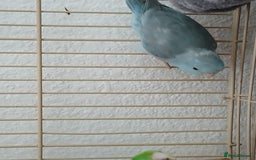 Parrots birds for sale: Bonding pair of parrotlets and conures  - Image 15