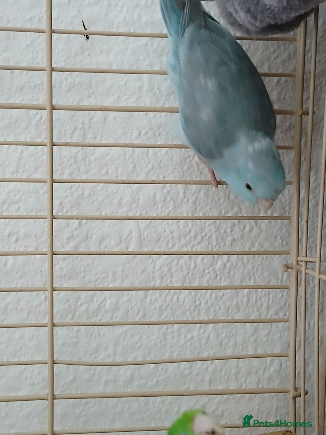 Parrots birds for sale: Bonding pair of parrotlets and conures  - Image 15