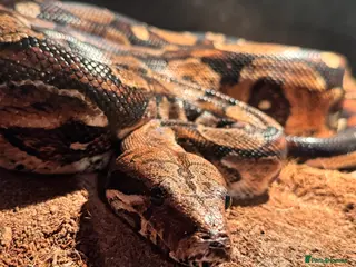 Boa Snake reptiles Bci for sale pick up only - Advert 2