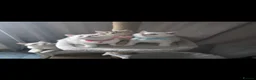 British Shorthair cats for sale: British Shorthair kittens  - Advert 8