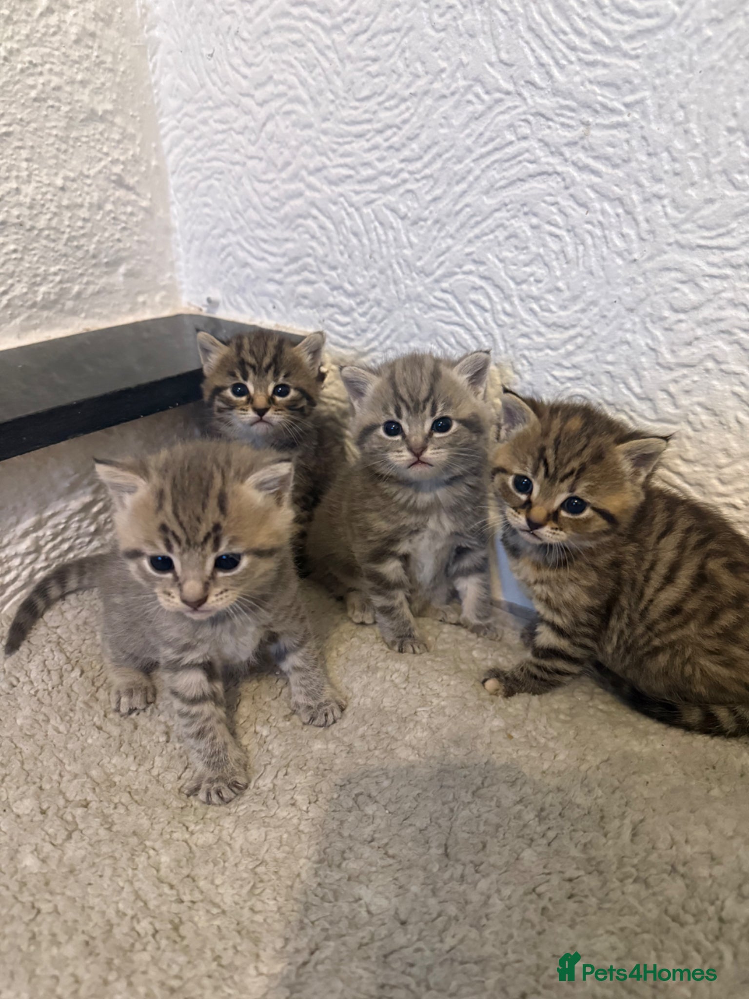 Mixed Breed cats 4 gorgeous mixed kittens 🐈‍⬛ - Advert 20