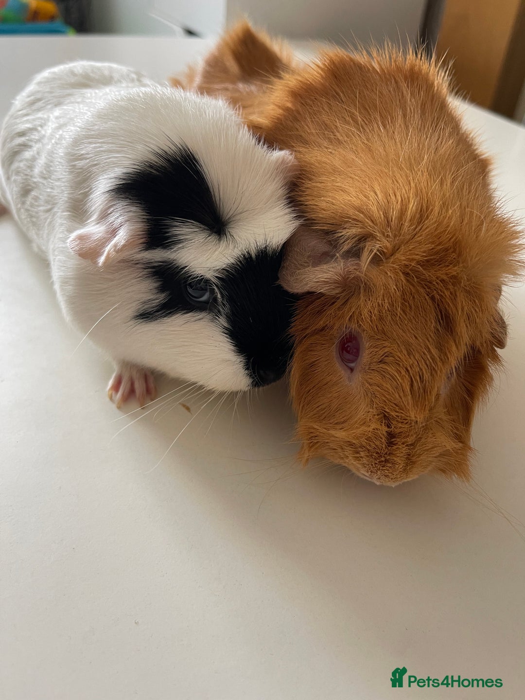 Guinea Pig rodents for sale: Lovely guinea pigs  - Image 2