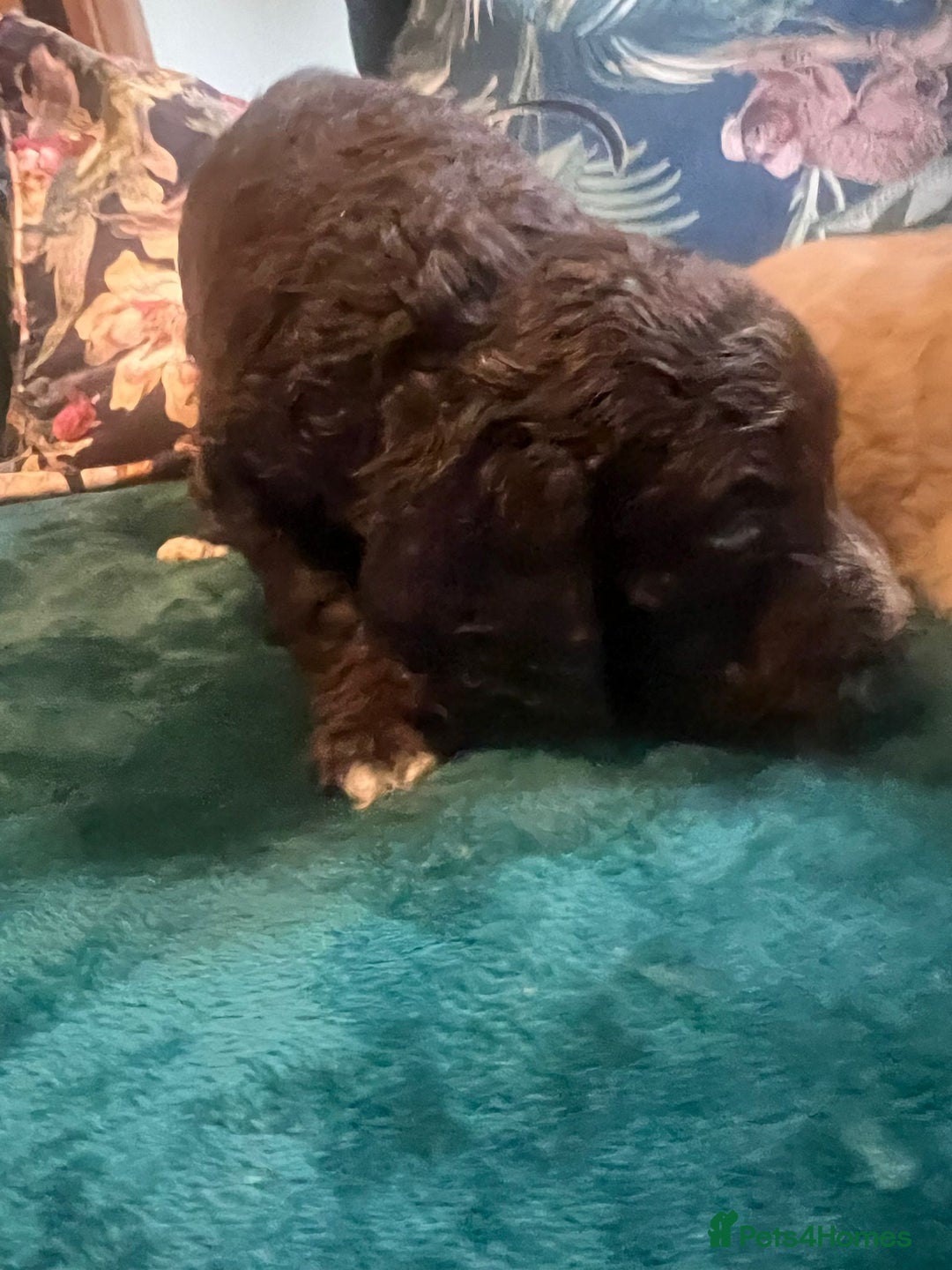 Clumber Spaniel dogs for sale: Clumber x puppies ready to leave 23/12/25 - Advert 11