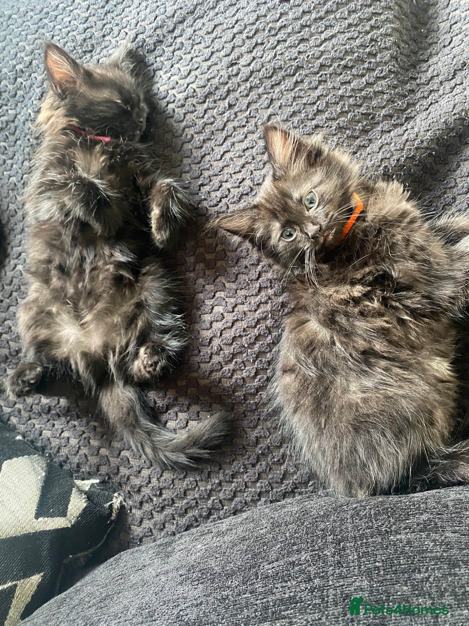 Mixed Breed cats 3 stunning kittens for sale - Advert 4