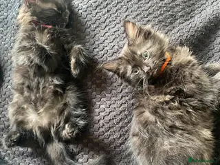 Mixed Breed cats 3 stunning kittens for sale - Advert 4