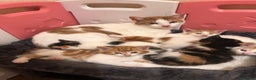 Mixed Breed cats for sale: Mixed breed kittens  - Advert 2