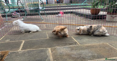 Lionhead rabbits - Advert 4
