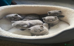 British Shorthair cats for sale: Stunning British Short Hair kitten GCCF/TICA - Image 18