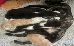 Mixed Breed cats for sale: 3 beautiful boy kittens - Image 11