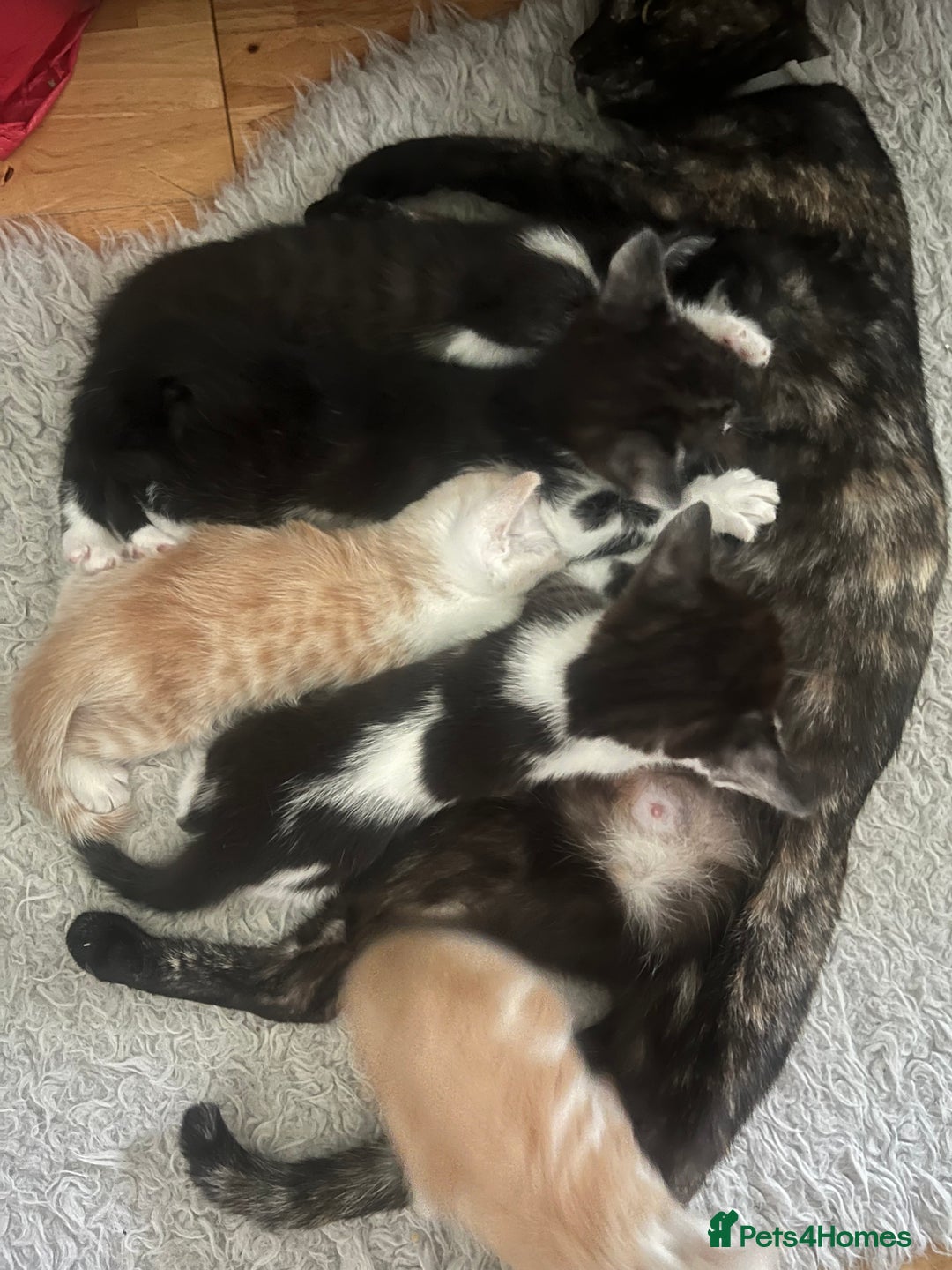 Mixed Breed cats for sale: 3 beautiful boy kittens - Image 11