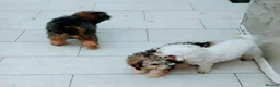Poochon dogs for sale: Poochon puppies beautiful girls fully vaccinated  - Advert 2