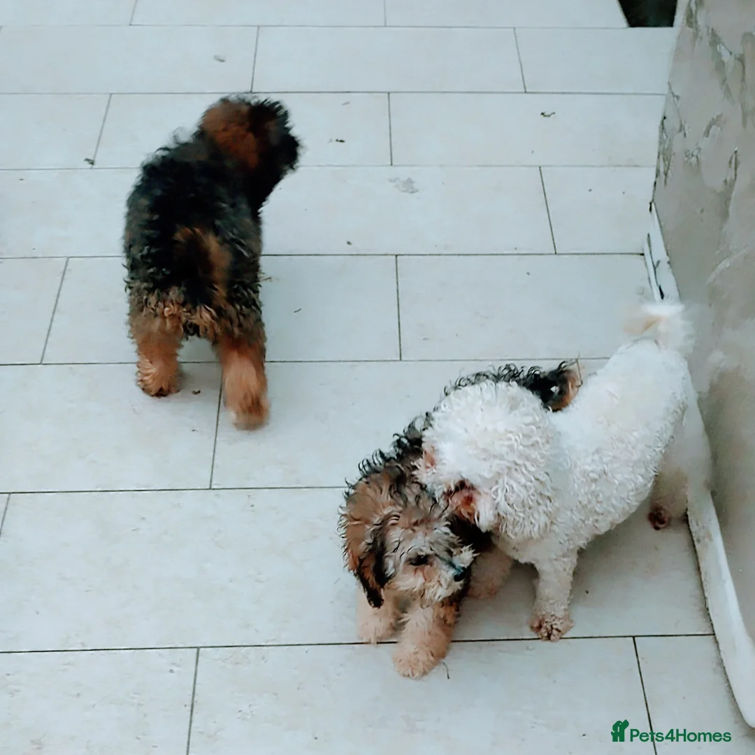 Poochon dogs for sale: Poochon puppies beautiful girls fully vaccinated  - Advert 2