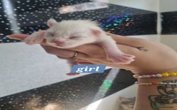 Maine Coon cats for sale: Maincoon kittens - Image 6