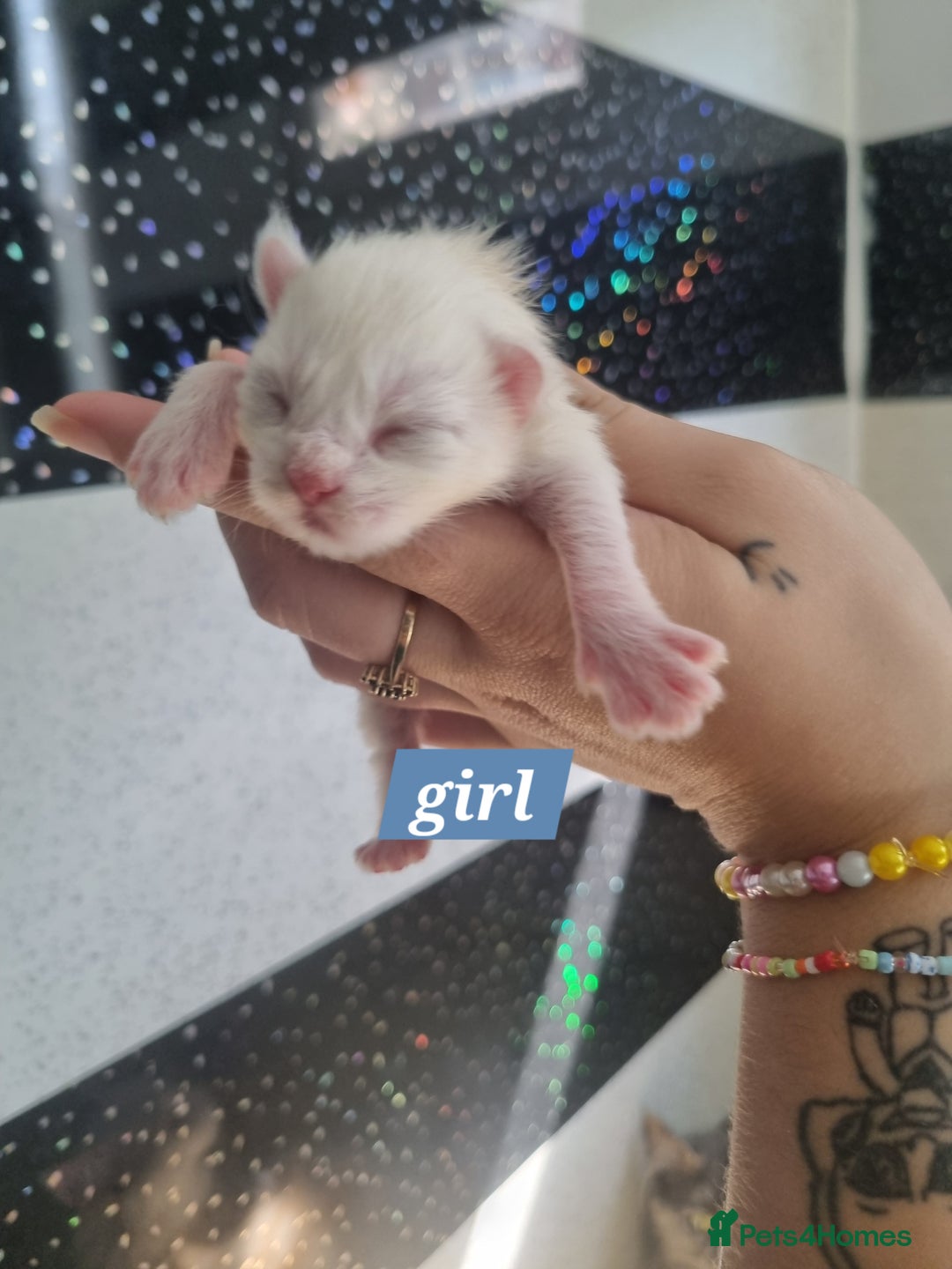 Maine Coon cats for sale: Maincoon kittens - Image 6