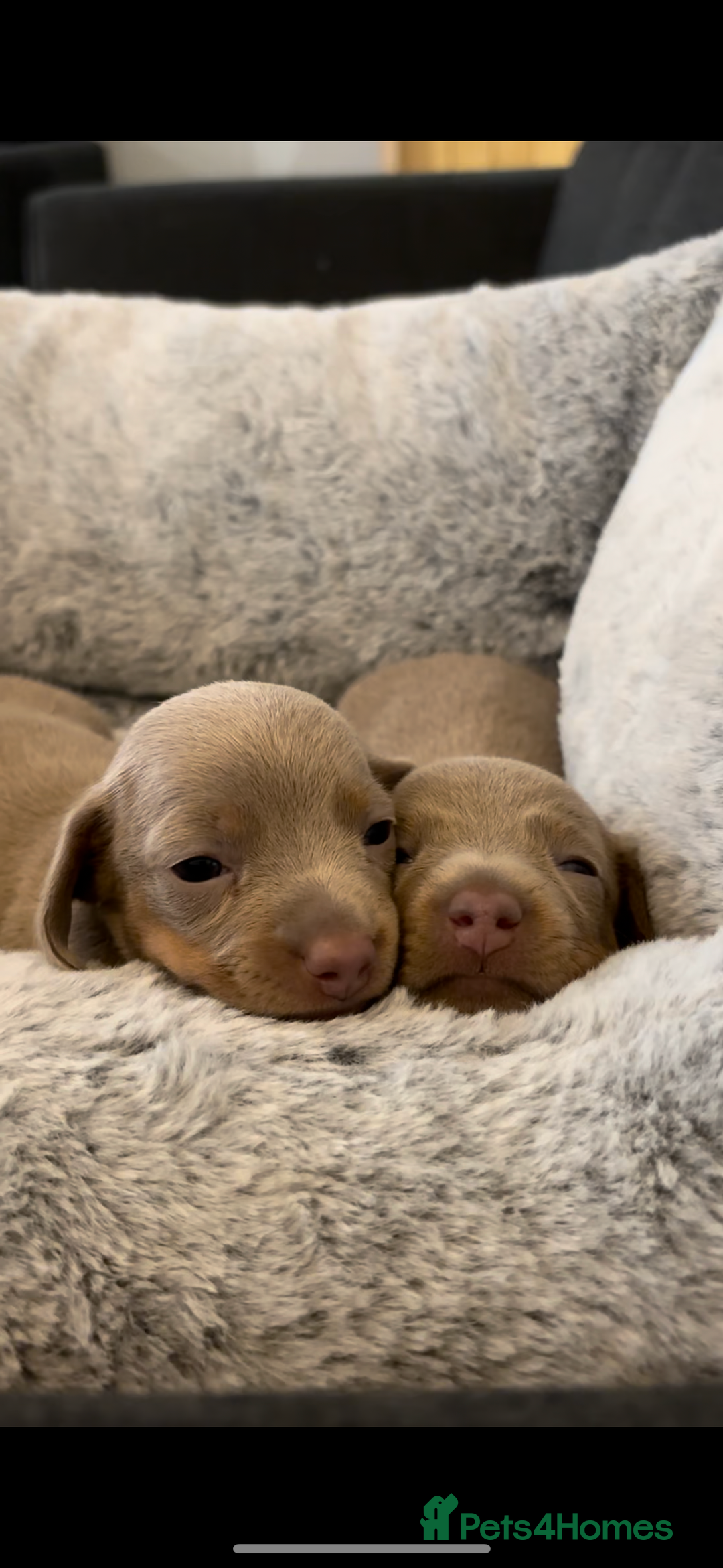 Miniature Dachshund dogs for sale: 2 Beautiful Female kc Miniature Dachshund Puppies - Advert 7