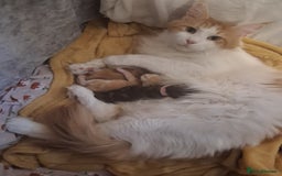 Maine Coon cats for sale: MAINECOON KITTENS AVAILABLE  - Image 1
