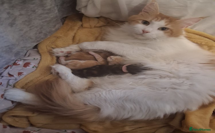 Maine Coon cats - Advert 1
