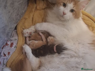 Maine Coon cats - Advert 30