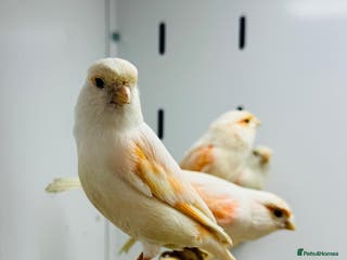 Canaries birds Red mosaic . Harlequin. Red factor - Advert 8