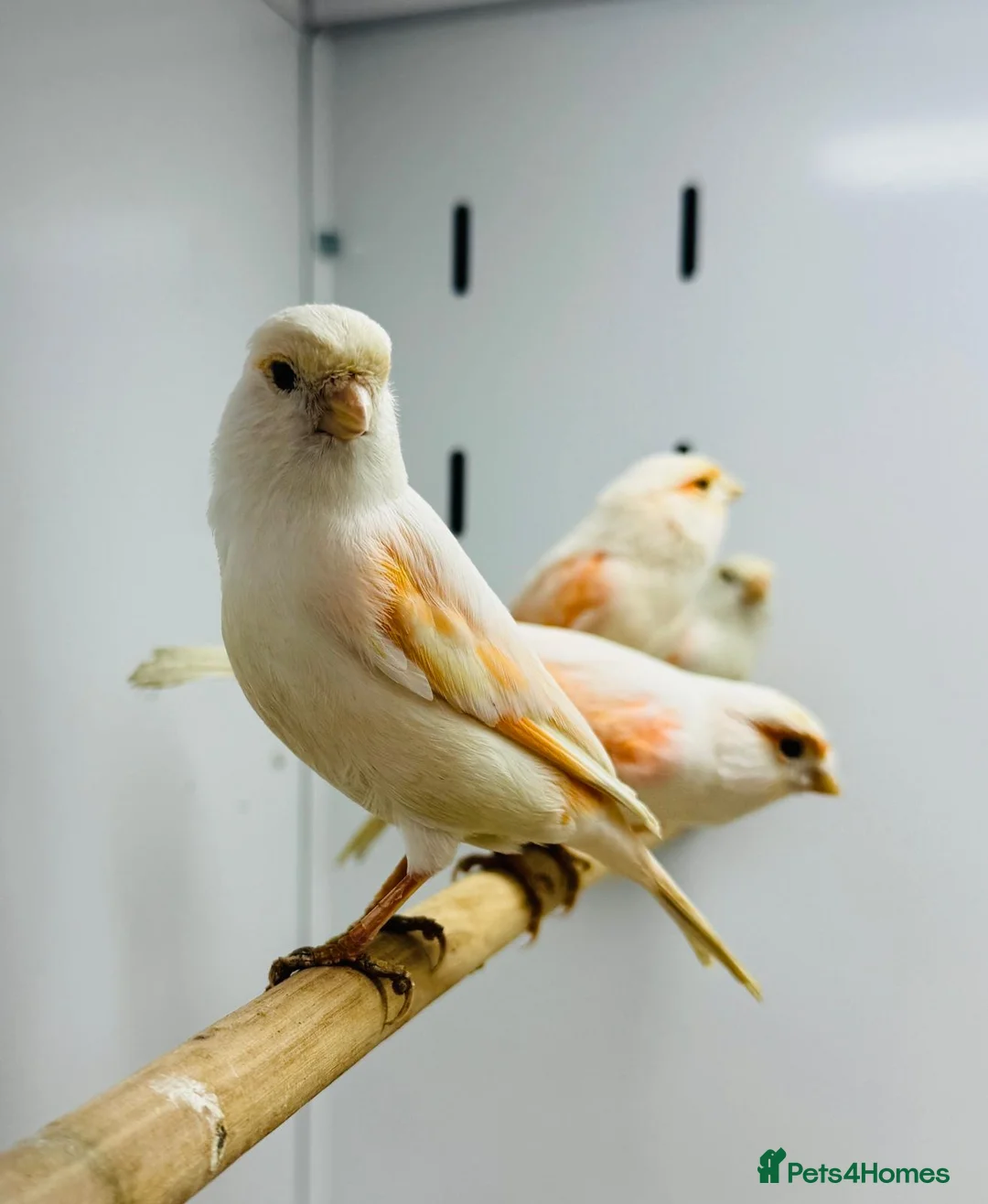 Canaries birds for sale: Red mosaic . Harlequin. Red factor - Advert 1