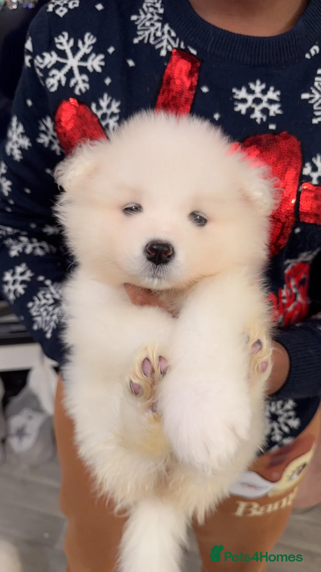 Samoyed dogs for sale: NOW VACCINATED AND CHIPPED Last pup remains ❤️ - Advert 18