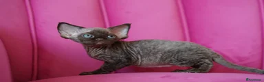 Devon Rex 3 Umber